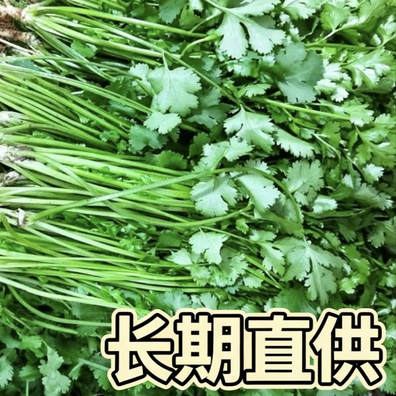 海安大叶香菜现摘现发南通产地直供专业合作社新鲜蔬菜