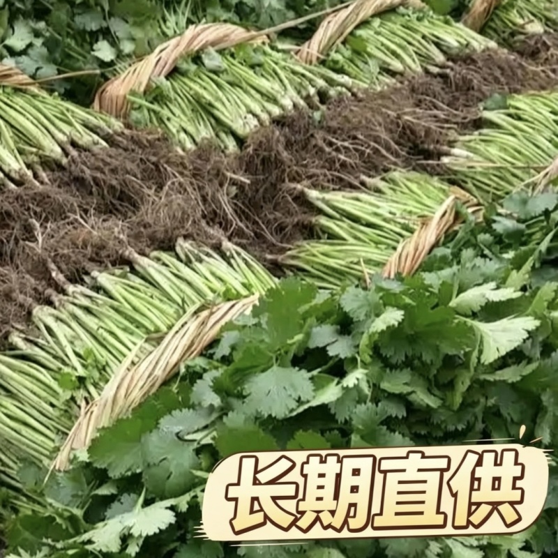 海安大叶香菜现摘现发南通产地直供专业合作社新鲜蔬菜