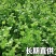海安大叶香菜现摘现发南通产地直供专业合作社新鲜蔬菜