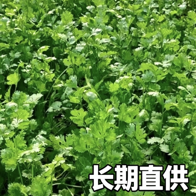 海安大叶香菜现摘现发南通产地直供专业合作社新鲜蔬菜