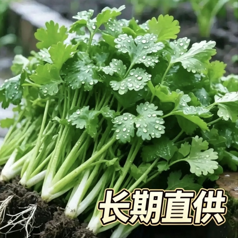 海安大叶香菜现摘现发南通产地直供专业合作社新鲜蔬菜