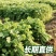 海安大叶香菜现摘现发南通产地直供专业合作社新鲜蔬菜