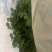 大叶香菜有量有价