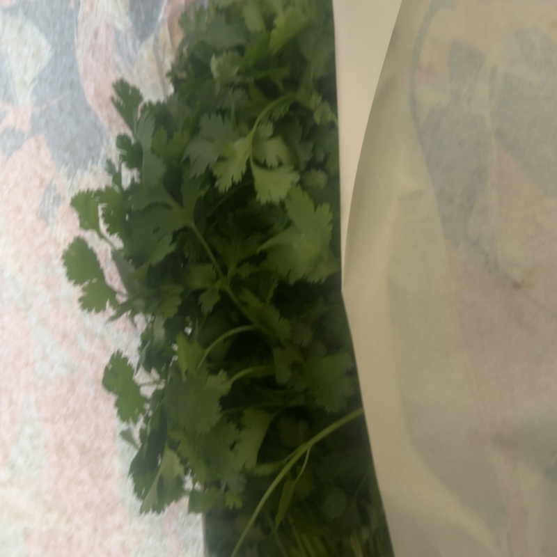 大叶香菜有量有价