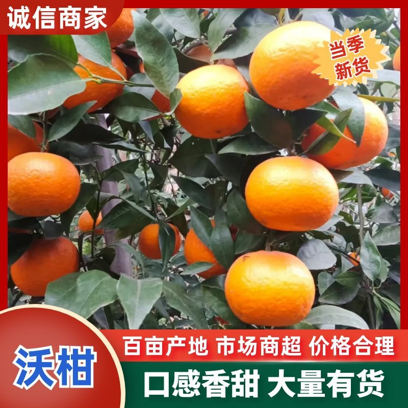 沃柑四川沃柑批发新鲜水果批发全国发货电商市场商超