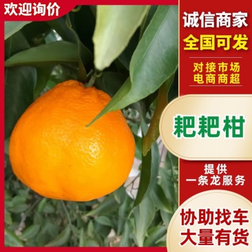 丑橘四川耙耙柑春见柑桔一手货源，对接市场批发商，价格可谈