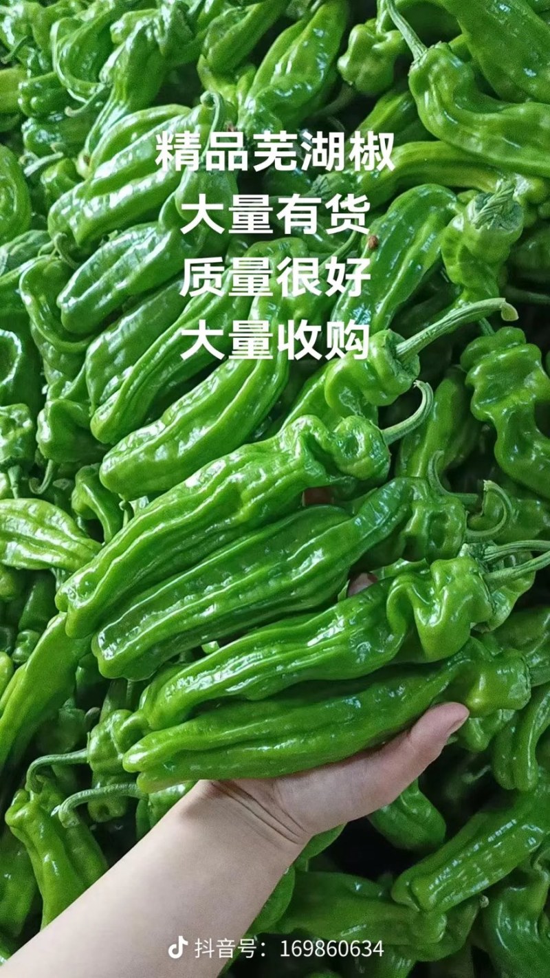 薄皮青椒，芜湖椒
