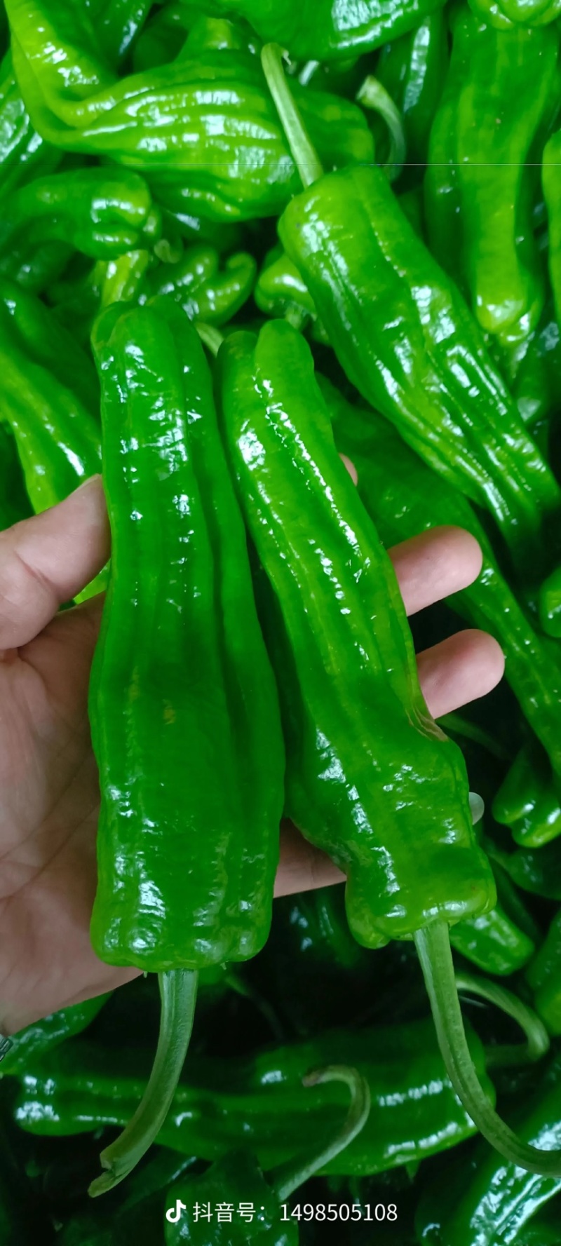 薄皮青椒，芜湖椒