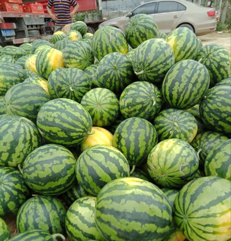 【推荐】云南甜王西瓜长期供应重庆周边一手货源