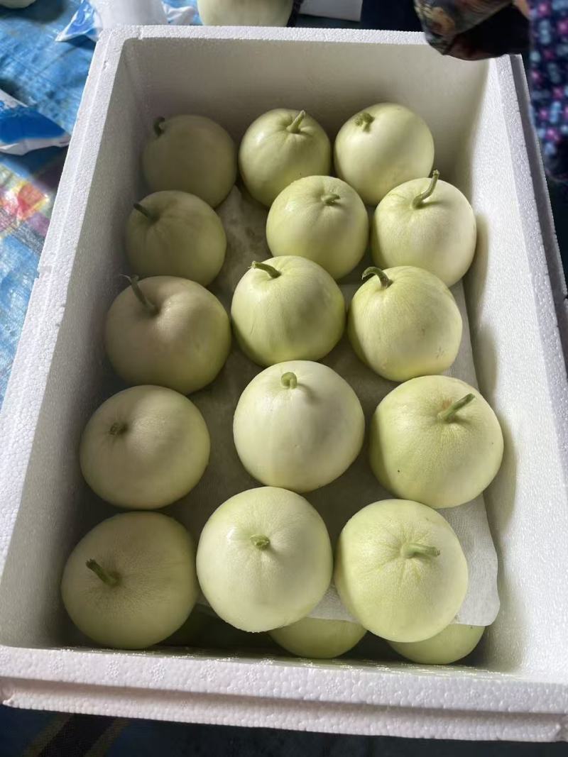 广西龙州银辉香瓜
