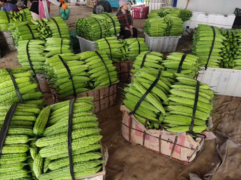 绿油苦瓜新鲜采摘当天新鲜发货，市场商超长期供应，品质保证
