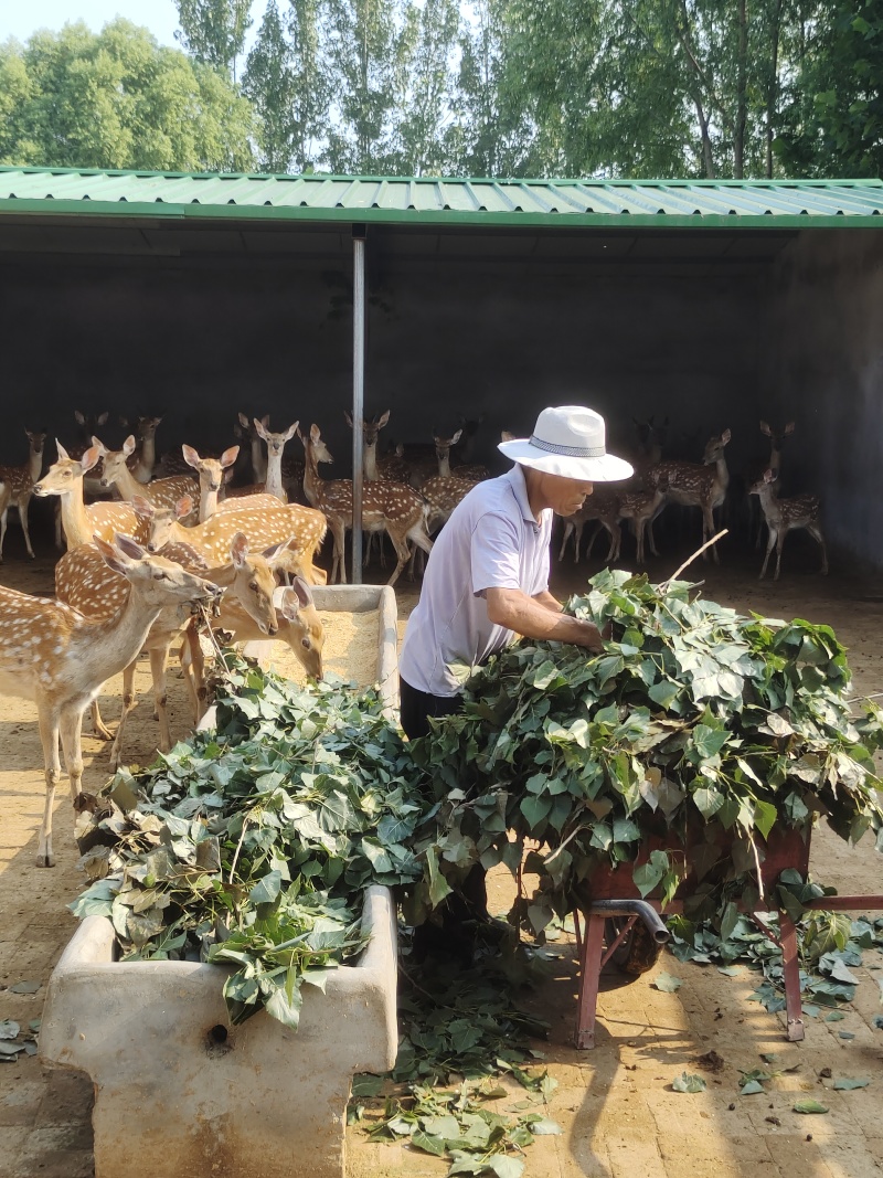 纯种梅花鹿种公鹿，种母鹿，两岁鹿，成年种鹿，梅花鹿养殖场