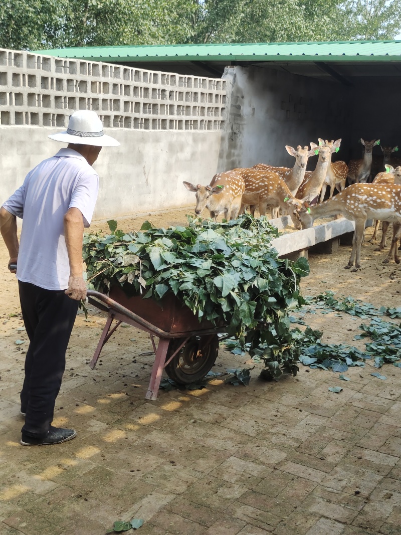 纯种梅花鹿种公鹿，种母鹿，两岁鹿，成年种鹿，梅花鹿养殖场