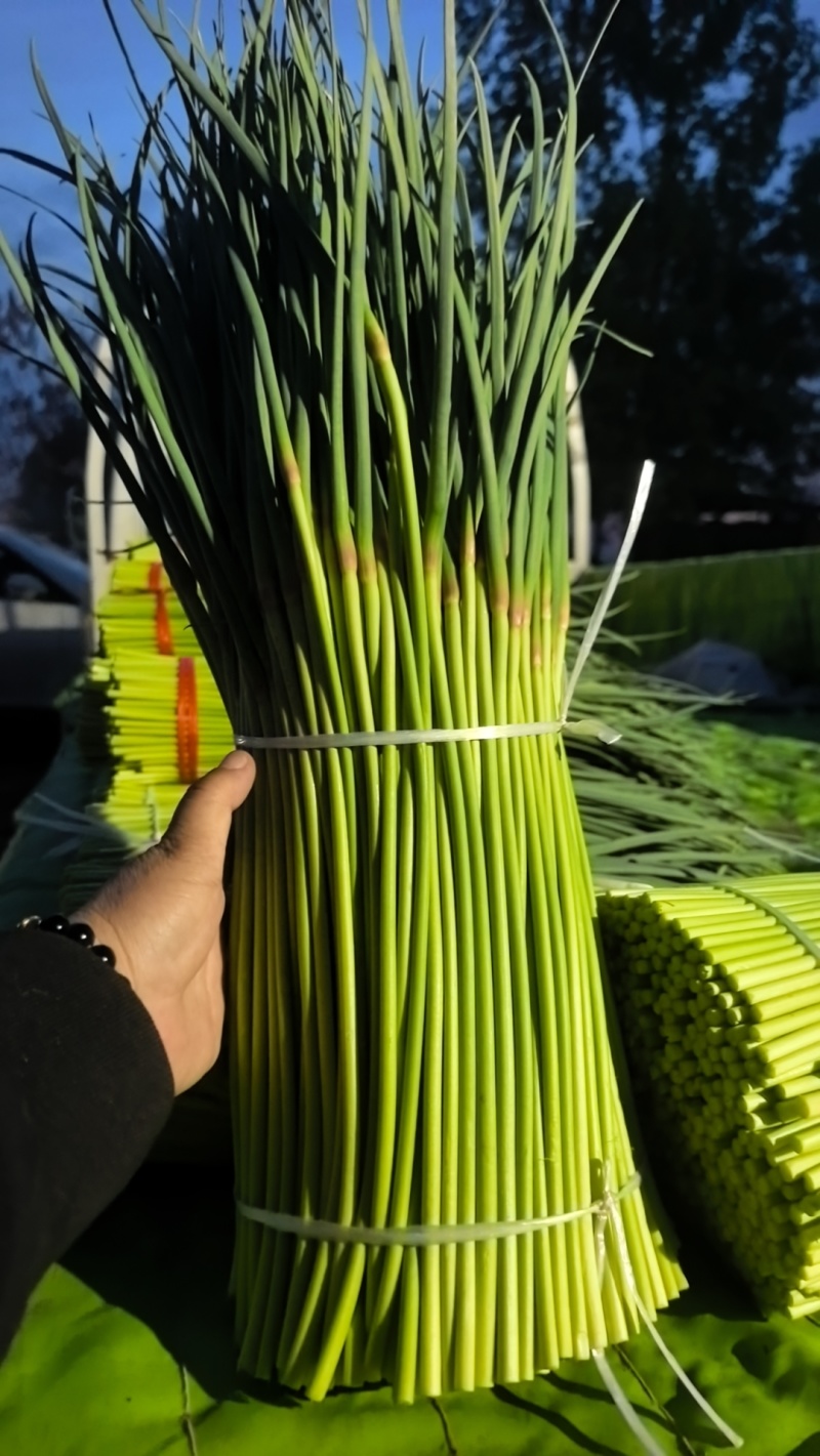 宁陵红帽蒜苔大量上市