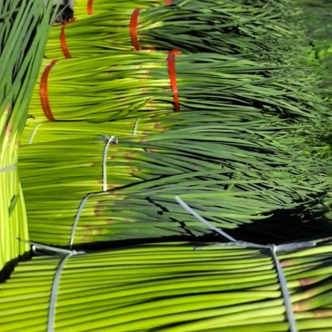 宁陵红帽蒜苔大量上市