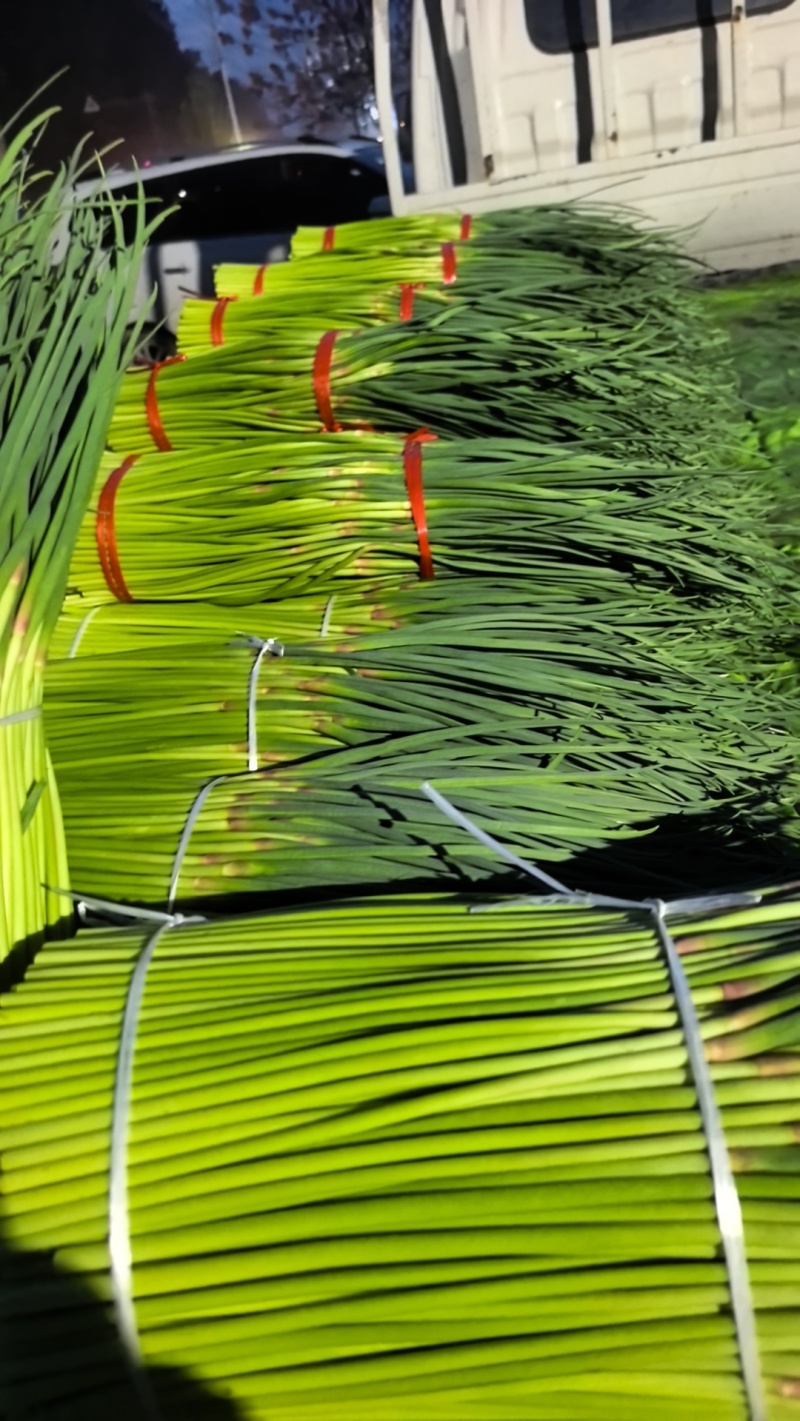 宁陵红帽蒜苔大量上市