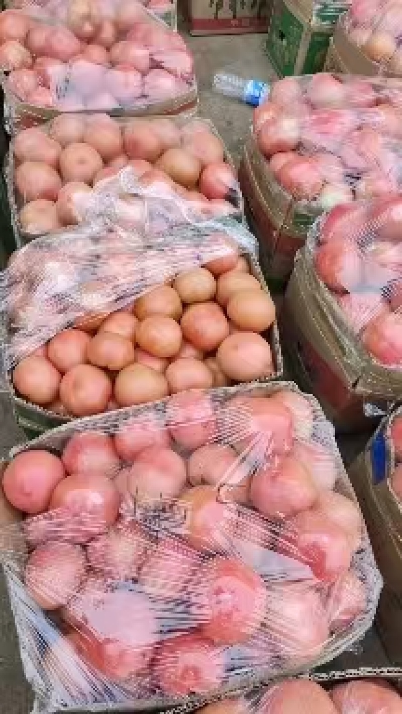 西红柿大量上市欢迎各位老板前来采购可视频看货