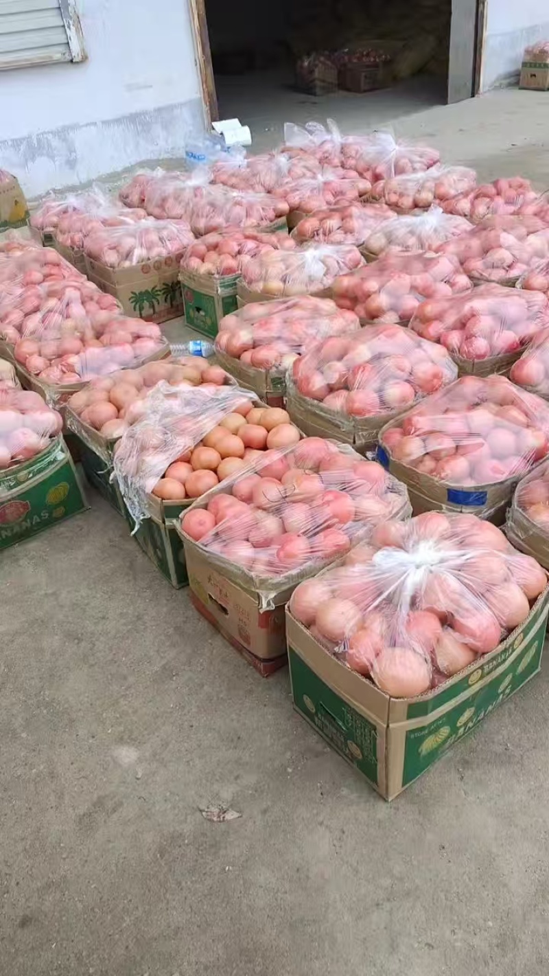 西红柿大量上市欢迎各位老板前来采购可视频看货