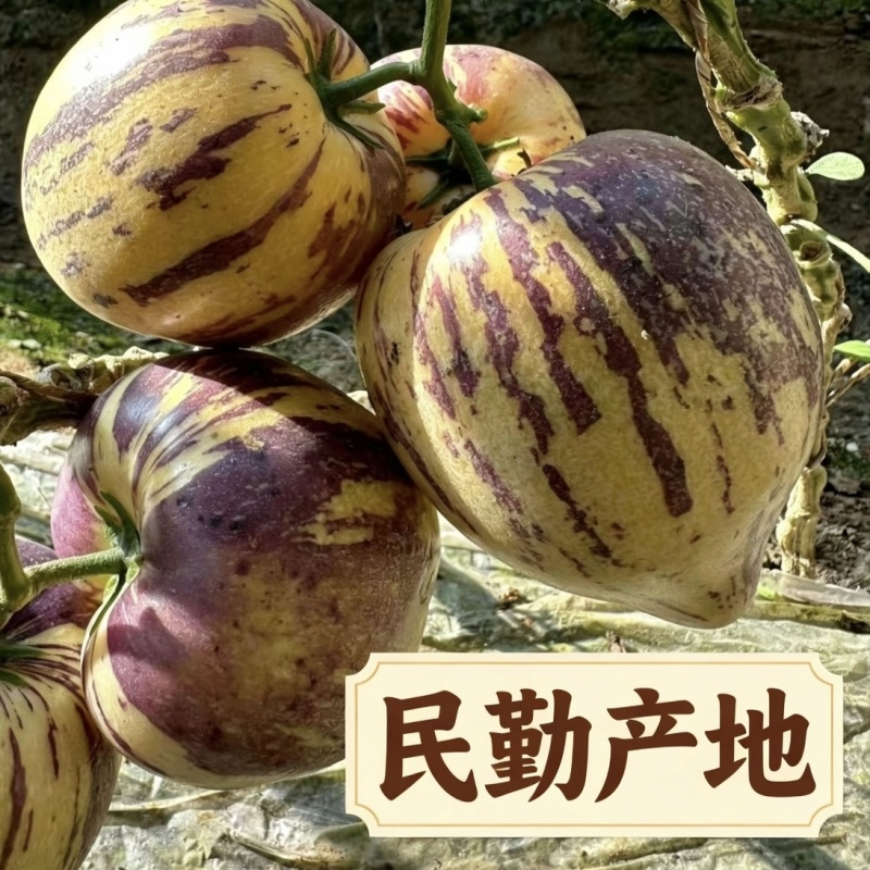 网红甘肃民勤人参果自家基地种植新鲜上市产地直发