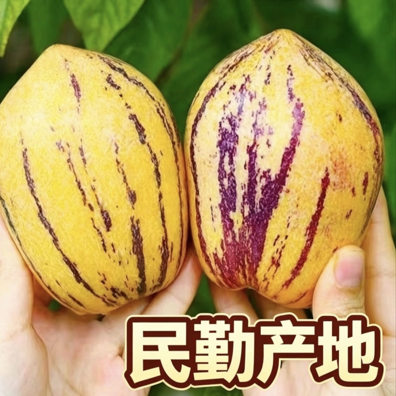 网红甘肃民勤人参果自家基地种植新鲜上市产地直发