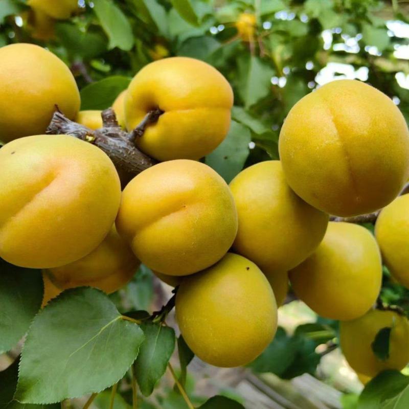 金太阳杏