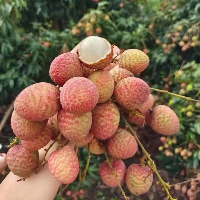 海南桂花香荔枝一件代发商超供货社区团购市场批发