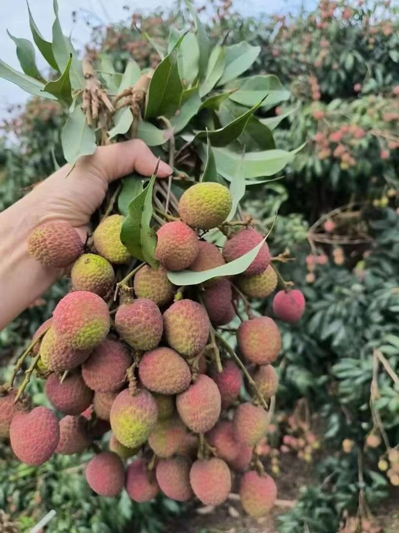 海南桂花香荔枝一件代发商超供货社区团购市场批发
