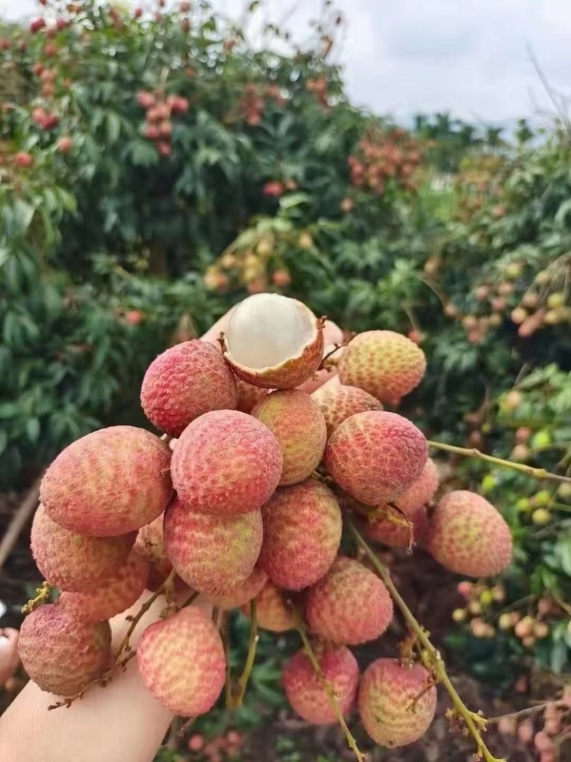海南桂花香荔枝一件代发商超供货社区团购市场批发
