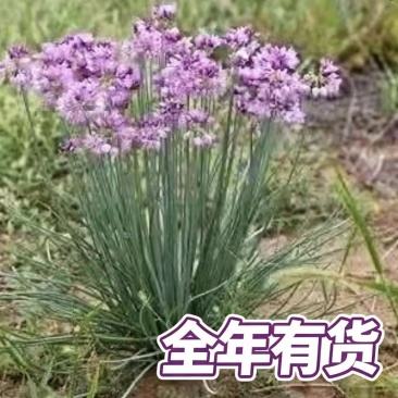 自家基地种植沙葱甘肃民勤产地直发新鲜上市全年供货