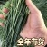 自家基地种植沙葱甘肃民勤产地直发新鲜上市全年供货