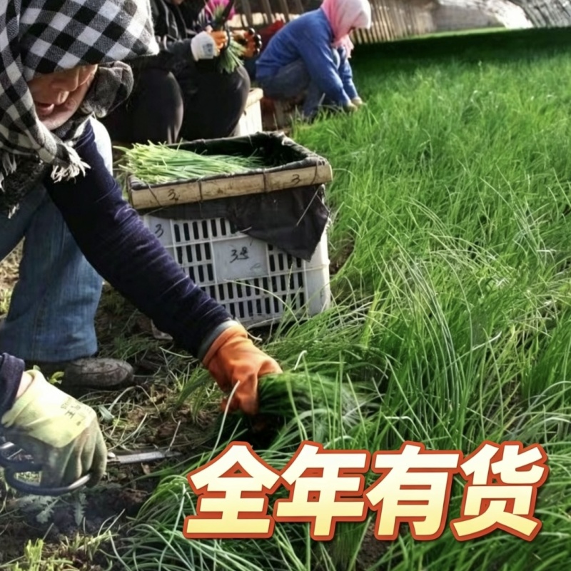 自家基地种植沙葱甘肃民勤产地直发新鲜上市全年供货