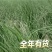 自家基地种植沙葱甘肃民勤产地直发新鲜上市全年供货