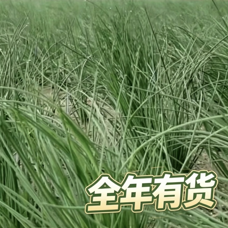 自家基地种植沙葱甘肃民勤产地直发新鲜上市全年供货