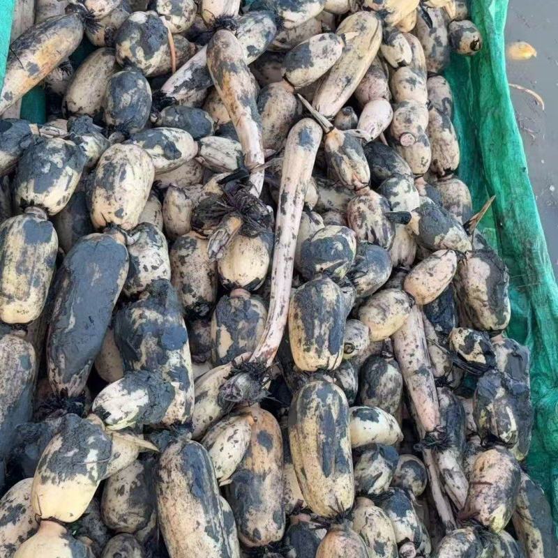 莲藕浙江莲藕莲藕基地出货一手货源对接商超全