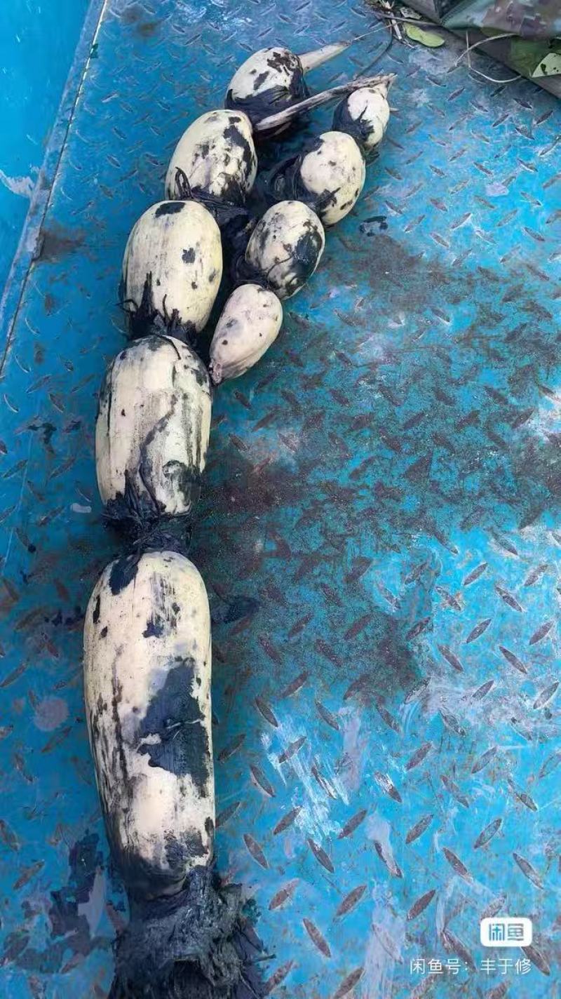 鱼塘莲藕精品莲藕量大质优荷塘直发欢迎各位老板于我联系