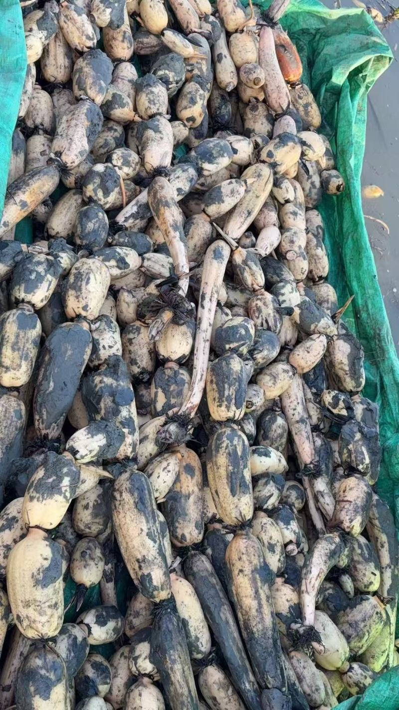 鱼塘莲藕精品莲藕量大质优荷塘直发欢迎各位老板于我联系