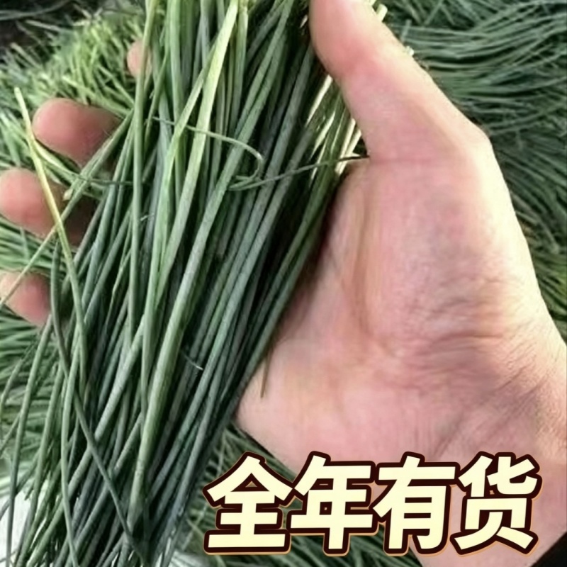 甘肃民勤沙葱新鲜上市自家种植基地产地直发全年供应