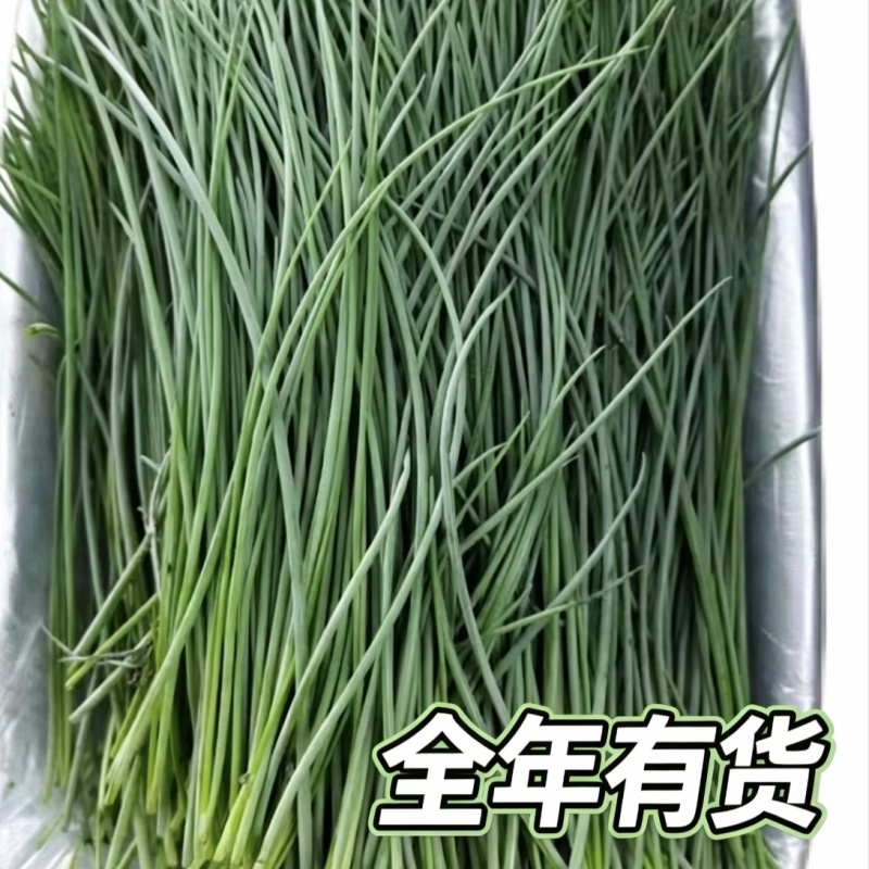 甘肃民勤沙葱新鲜上市自家种植基地产地直发全年供应