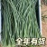 甘肃民勤沙葱新鲜上市自家种植基地产地直发全年供应