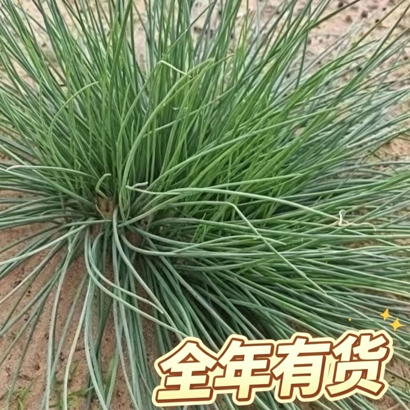 甘肃民勤沙葱新鲜上市自家种植基地产地直发全年供应