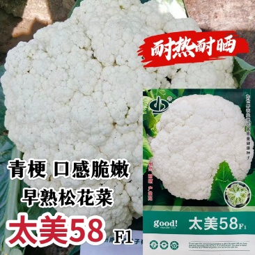 太美58松花菜种籽耐热耐晒产量高早熟青梗松花菜种子脆嫩