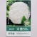 太美58松花菜种籽耐热耐晒产量高早熟青梗松花菜种子脆嫩