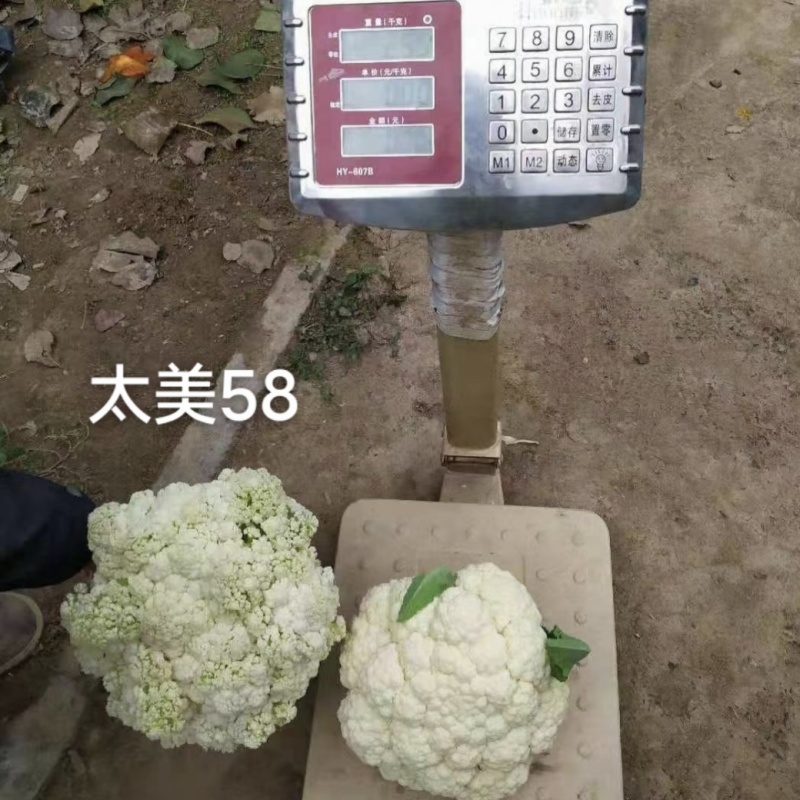 太美58松花菜种籽耐热耐晒产量高早熟青梗松花菜种子脆嫩