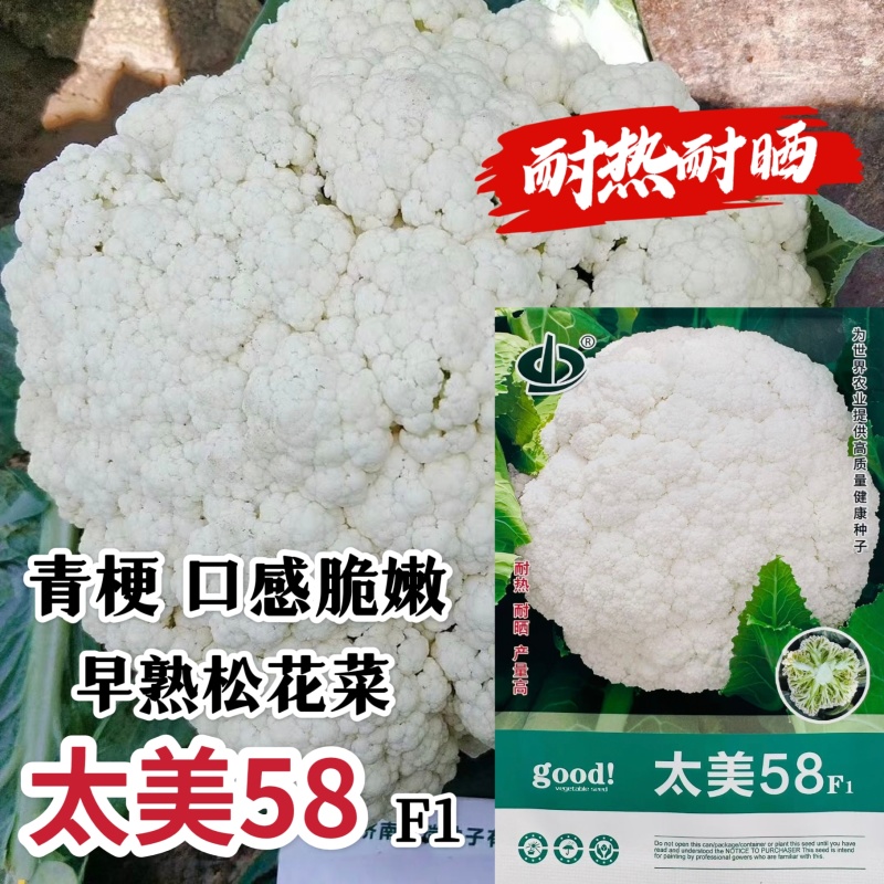 太美58松花菜种籽耐热耐晒产量高早熟青梗松花菜种子脆嫩