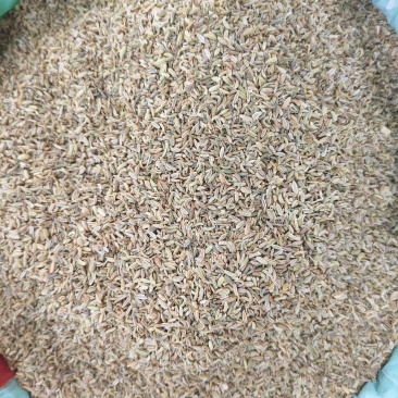 国产特绿小茴香颗粒饱满卤水香料调料