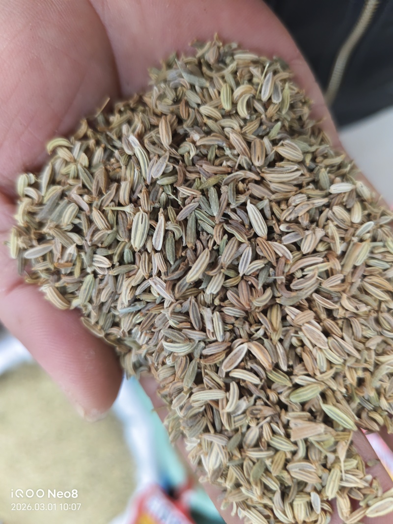 国产特绿小茴香颗粒饱满卤水香料调料