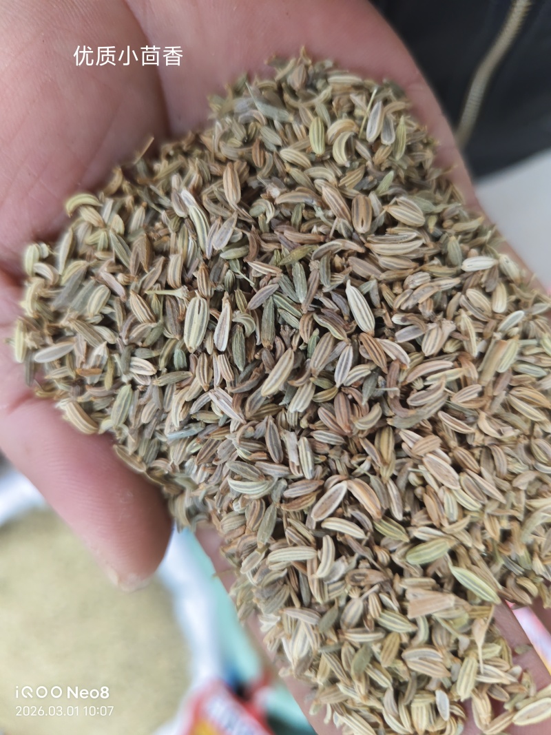 国产特绿小茴香颗粒饱满卤水香料调料