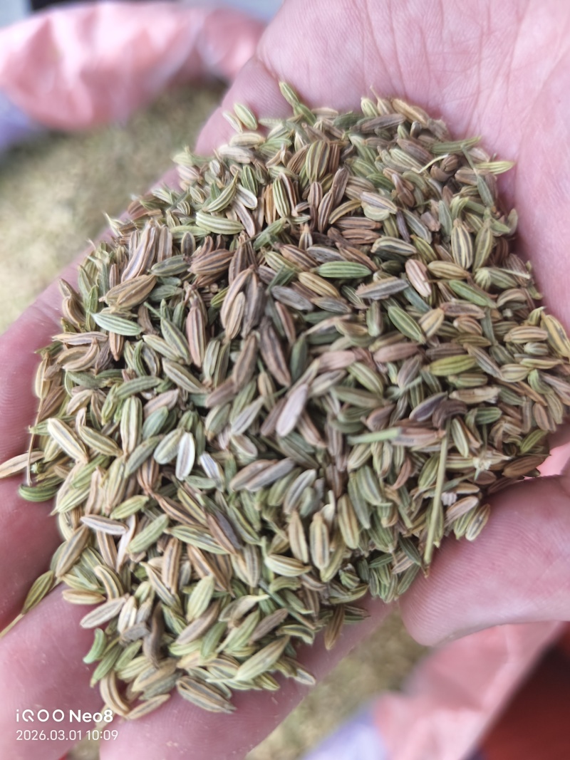 国产特绿小茴香颗粒饱满卤水香料调料