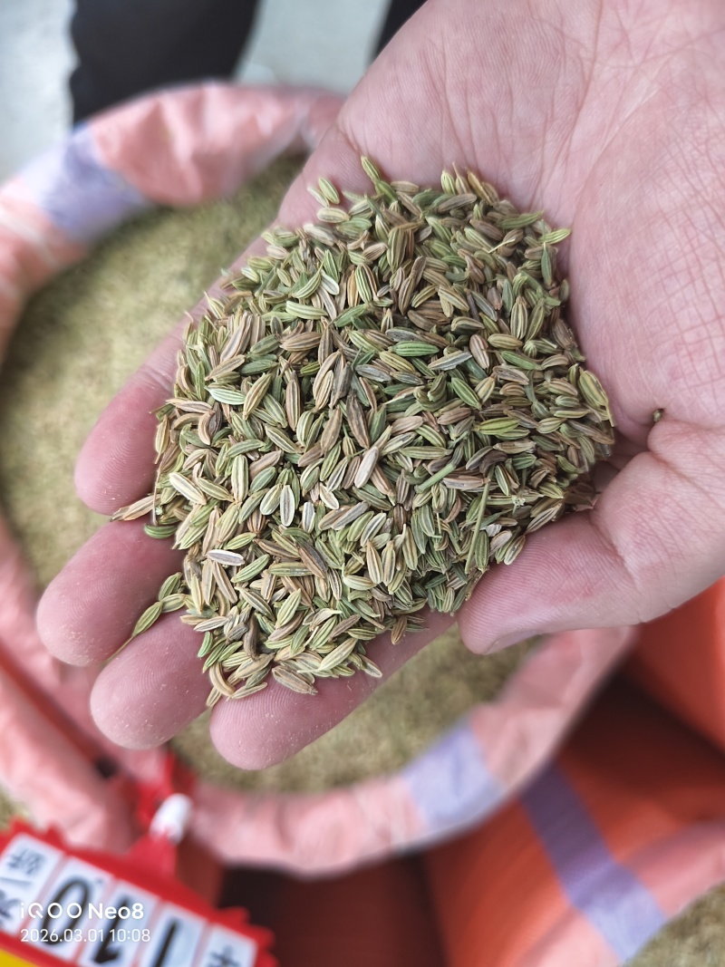 国产特绿小茴香颗粒饱满卤水香料调料