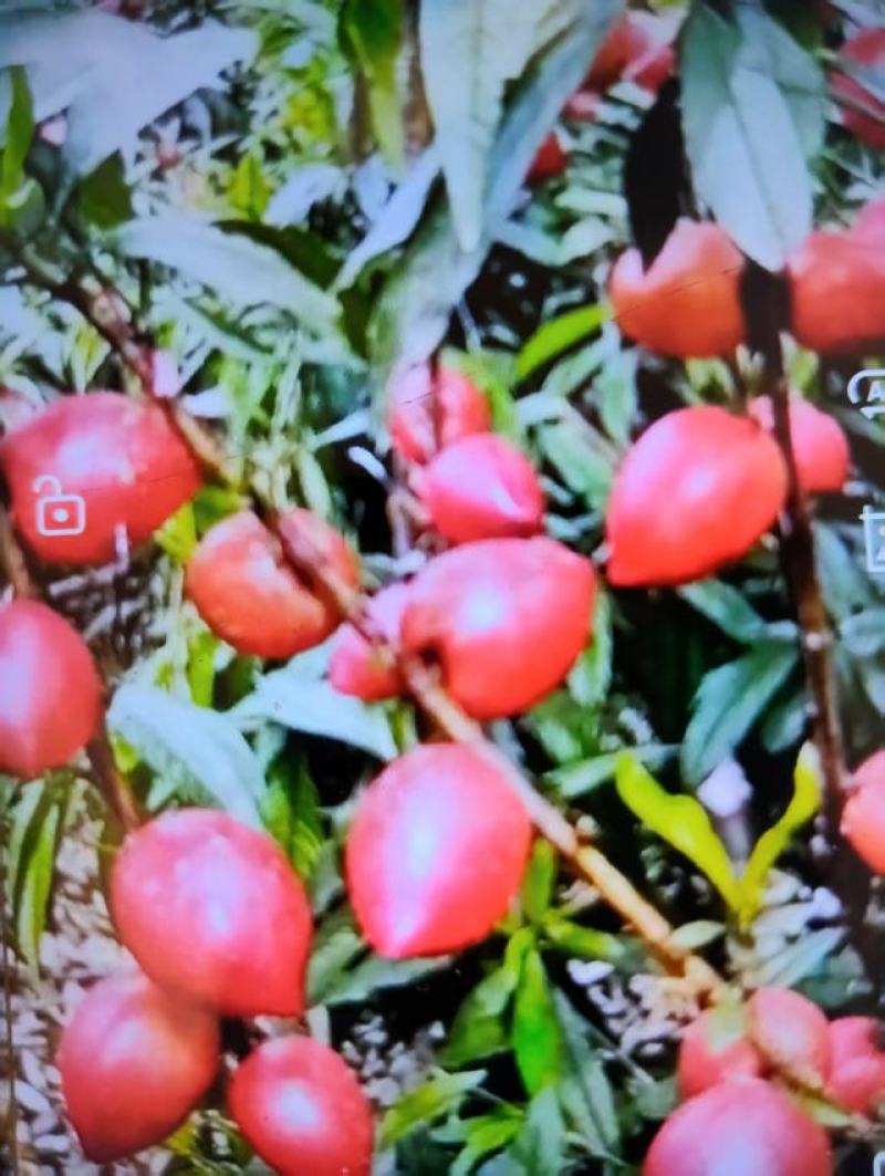 冠县油桃大量上市